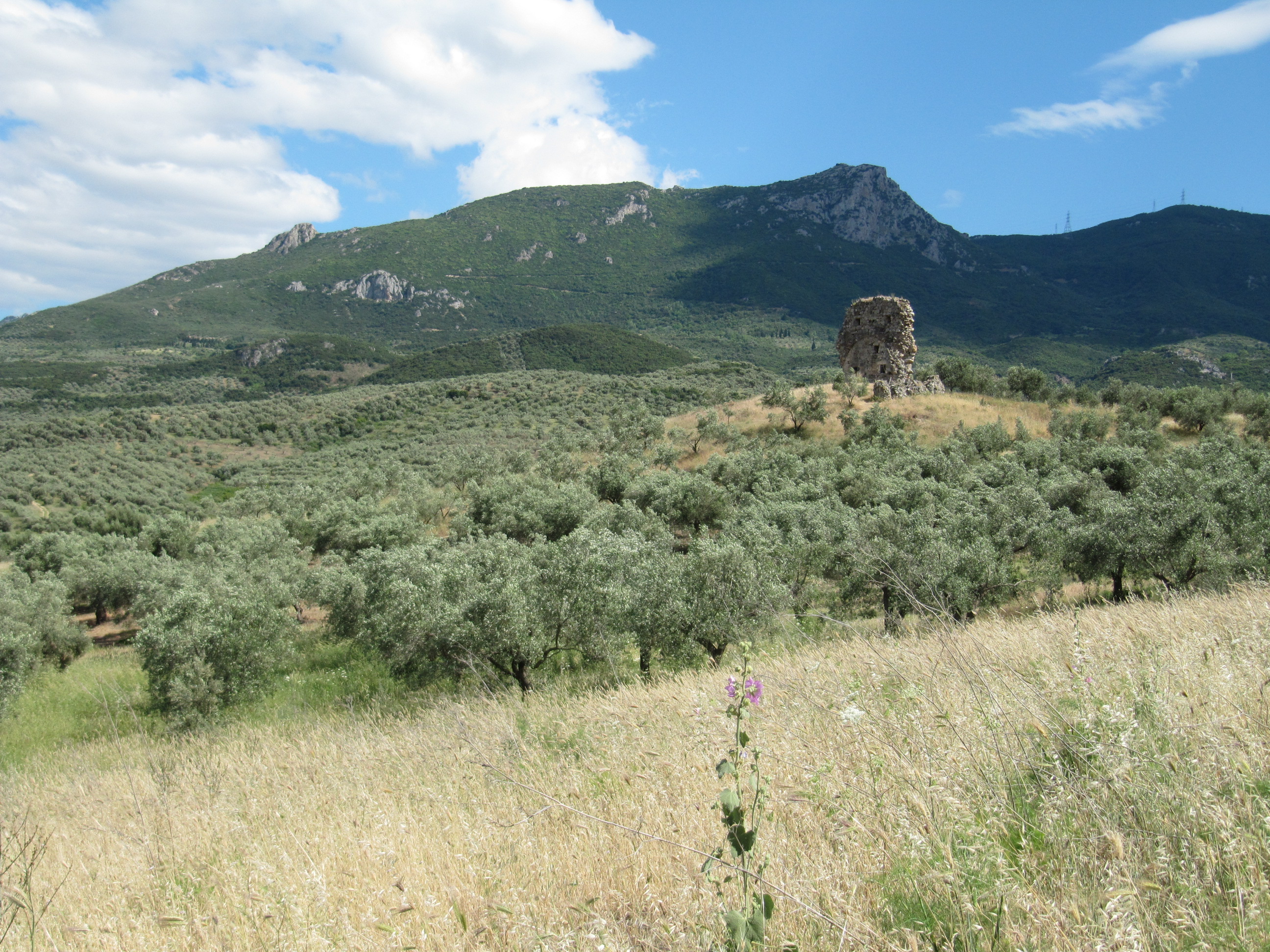 The multi-period urban site of Koroneia, Boeotia